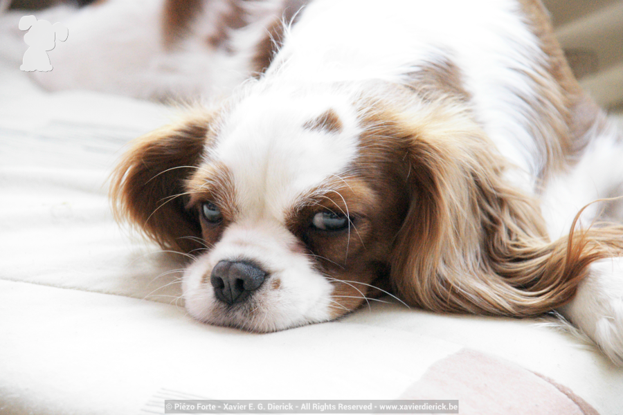 Cavalier King Charles, par Xavier E. G. Dierick